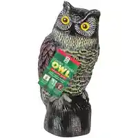 Main 1 - Owl Great Horned Owl 8001 Owl - San Antonio Retail