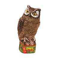 Main 2 - Owl Great Horned Owl 8001 Owl - San Antonio Retail