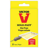 Main 1 - Mouse Trap Glue Pre Baited 4Pk M668 M771  - San Antonio Retail